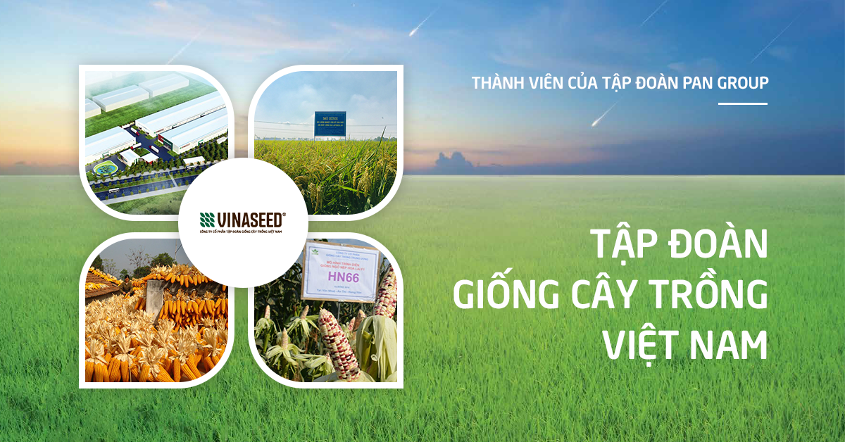 vinaseed-hinh-2-1689136389.png