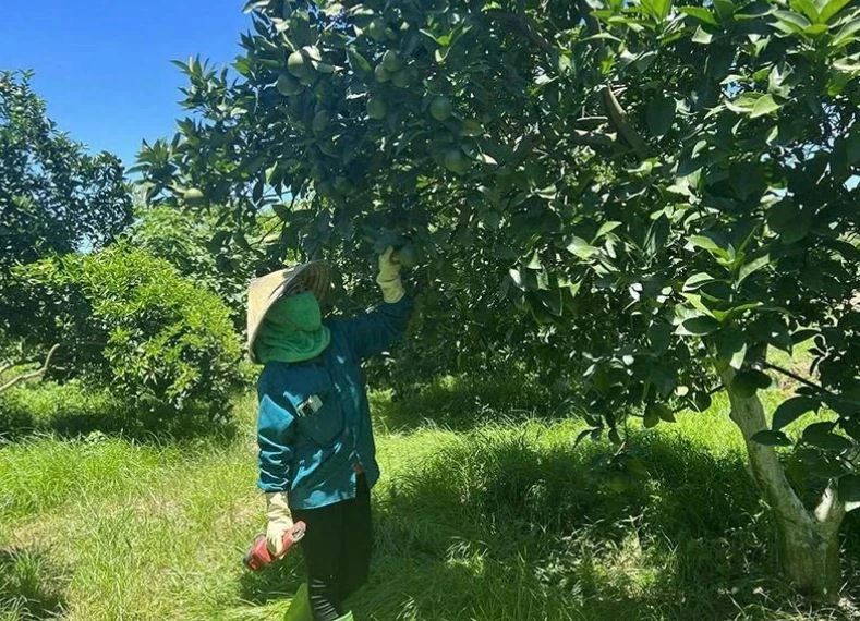 Chuyển đổi cây trồng gắn công nghệ cao - 'cú hích' giúp nông nghiệp Thanh Hóa bứt phá