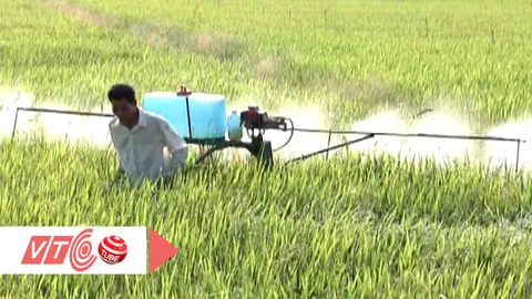 Hai lúa và những sáng chế tiền tỷ