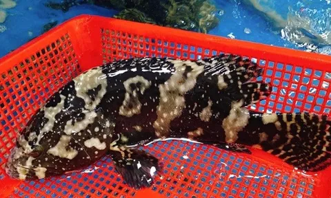 Hải Phòng: Xây dựng thành công mô hình sản xuất giống và nuôi thương phẩm cá Song Trân Châu