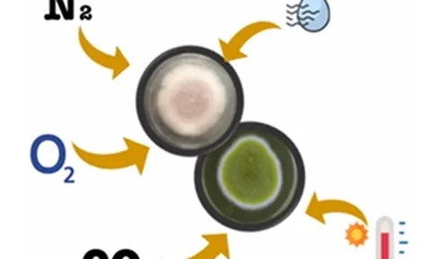 Sử dụng khí CO2 để ức chế nấm mốc sinh độc tố gây ung thư trong bảo quản lúa