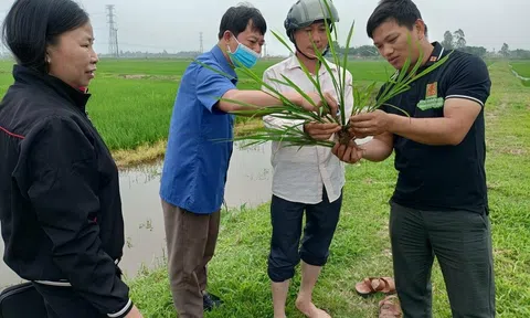 56 tác giả được chọn 'nhà khoa học của nhà nông' năm 2024