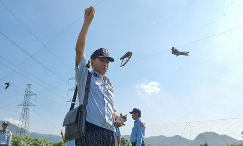 Khánh Hòa sẽ thành lập tổ phản ứng nhanh bảo vệ chim yến