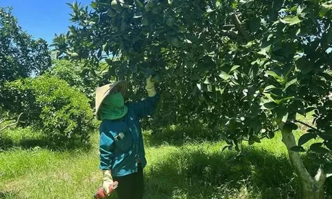 Chuyển đổi cây trồng gắn công nghệ cao - 'cú hích' giúp nông nghiệp Thanh Hóa bứt phá