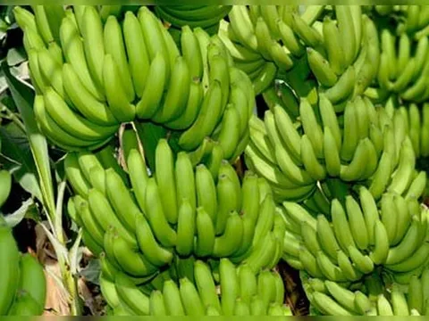 Nghiên cứu mới nhấn mạnh mối đe dọa ngày càng tăng của vi nhựa đối với nông nghiệp và sản xuất lương thực toàn cầu