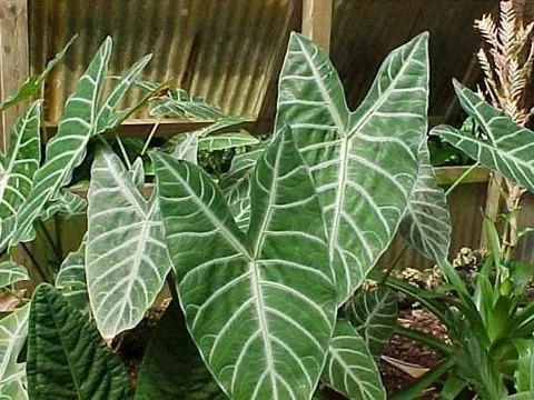 Ánh sáng và nhiệt độ kết hợp với nhau ảnh hưởng như thế nào đến sự phát triển của cây