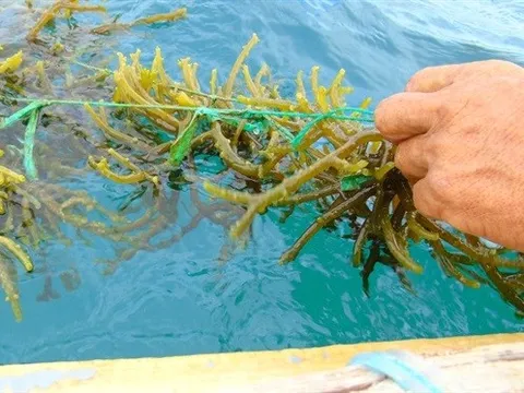 Công nghệ nuôi trồng thủy sản mới có thể giúp xoa dịu cuộc khủng hoảng lương thực toàn cầu