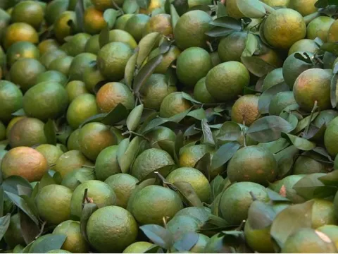 Ứng dụng công nghệ vào lĩnh vực lợi thế ở miền núi Bắc Bộ