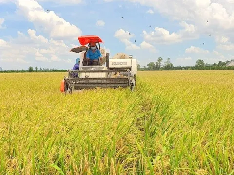 Đầu tư khoa học công nghệ, phát triển nông nghiệp thông minh để nâng cao giá trị cây lúa