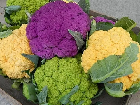 Làm chủ công nghệ chỉnh sửa hệ gen ứng dụng trong nông nghiệp