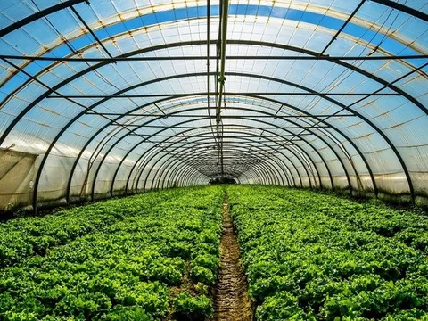 Ứng dụng trí tuệ nhân tạo trong nâng cao năng suất nông nghiệp