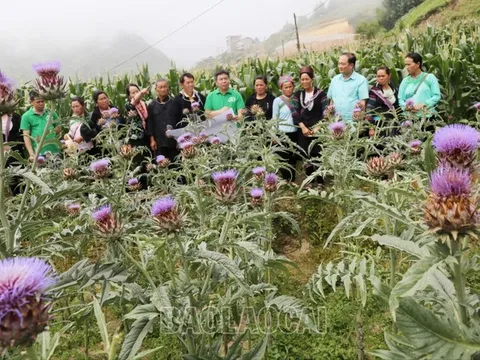 Giúp nông dân Sa Pa thực hành tốt trồng, thu hái actiso