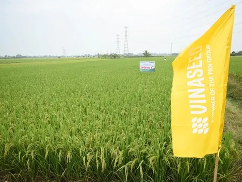 Thiên ưu 8 thế hệ mới: Sạch sâu bệnh, cơm ngon miễn chê