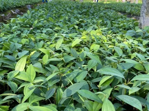 Công ty Công nghệ Sinh học Ngân Hà: Vì sự phát triển dược liệu Việt