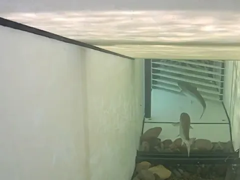 Cổng AI 'lọc' cá hồi bơi qua sông