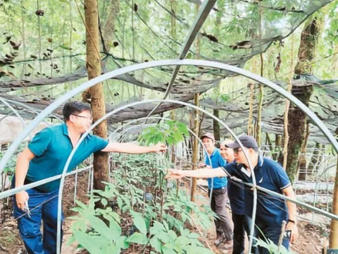 Ứng dụng công nghệ nâng giá trị nông nghiệp miền núi