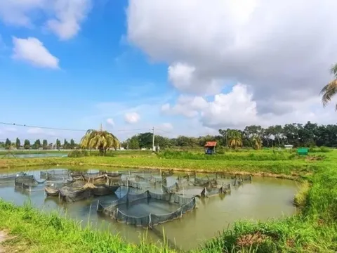Bước đột phá trong nghiên cứu về bệnh TiLV ở cá rô phi nuôi