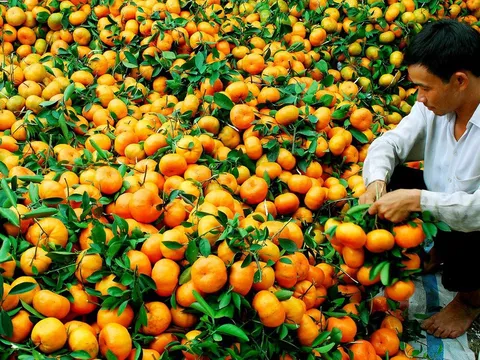 Đưa nông dân lên Sàn thương mại điện tử