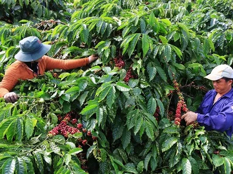 Nông dân phải đối mặt với áp lực dịch bệnh mới khi khí hậu thay đổi