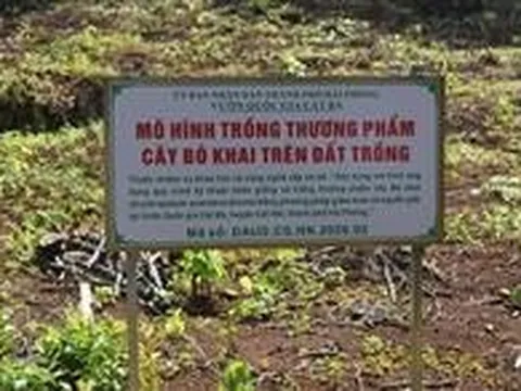 Xây dựng mô hình nhân giống và trồng thương phẩm cây Bò khai tại Vườn Quốc gia Cát Bà