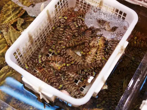 Bộ gen có thể giải quyết bệnh đốm trắng ở tôm nuôi?