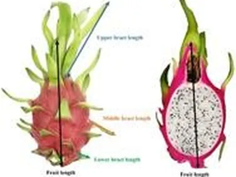 Nhật Bản bảo hộ chỉ dẫn địa lý cho sản phẩm thanh long Bình Thuận