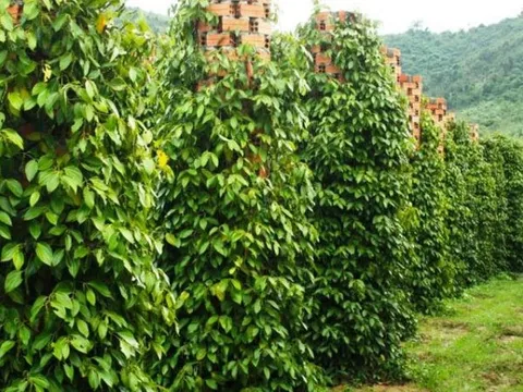 Nghiên cứu về giống và biện pháp kỹ thuật tổng hợp phát triển hồ tiêu bền vững