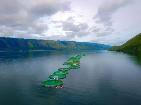 Regal Springs áp dụng hệ thống truy xuất nguồn gốc cá rô phi mới