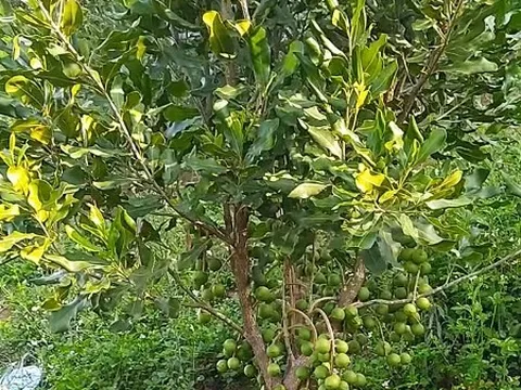 Làm thế nào để thực vật chống lại dịch bệnh?