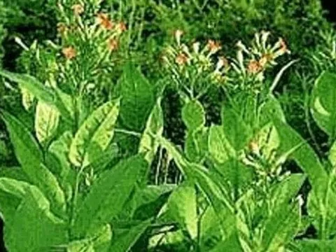 Nghiên cứu sản xuất kháng nguyên HA của virus cúm A/H5N1 có tính sinh miễn dịch cao bằng phương pháp biểu hiện tạm thời trên cây thuốc lá