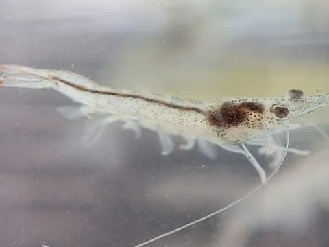 Việc lắng nghe tôm có thể cải thiện sản lượng RAS?