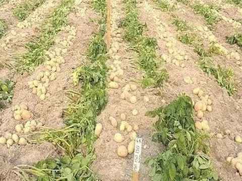 Sản xuất thử giống khoai tây KT1 phục vụ ăn tươi và chế biến ở các tỉnh phía Bắc