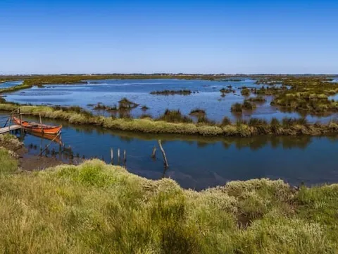 Khả năng thu nhận các-bon của vi tảo được xác nhận trong nghiên cứu mới