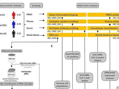 Các gene cho thấy tại sao một số thanh niên khỏe mạnh tiến triển triệu chứng COVID-19 nghiêm trọng