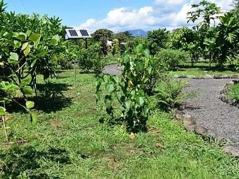 Lá cây matalafi có hiệu quả giảm viêm như thuốc ibuprofen