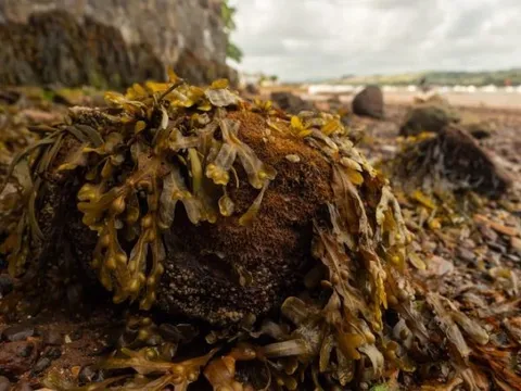 Rong biển có phải là vũ khí bí mật trong cuộc chiến chống lại khí mêtan?