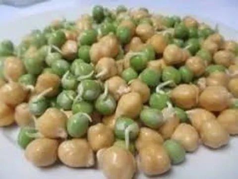 Trí tuệ nhân tạo giúp lai tạo giống đậu gà năng suất cao