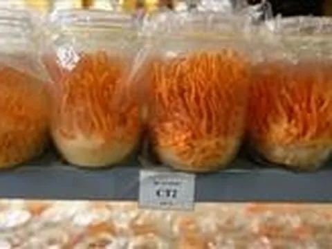 Việt Nam sản xuất cao từ nấm đông trùng hạ thảo