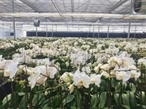 Nhà khoa học dùng công nghệ “ép” lan hồ điệp ra hoa như ý