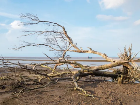 Các nhà nghiên cứu tiết lộ cách tận dụng sự nóng lên toàn cầu thành một giải pháp an ninh lương thực có lợi