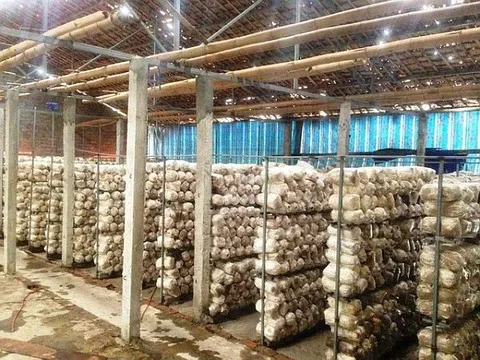 Hoàn thiện công nghệ và thiết kế chế tạo dây chuyền thiết bị chế biến nấm