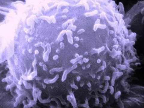 Khám phá các phân tử proteasome có thể hợp lực để ngăn ngừa ung thư