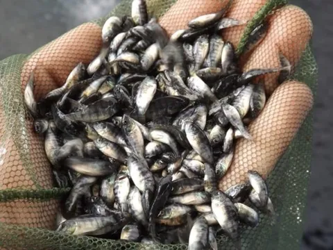 Công cụ mới có thể hỗ trợ nuôi trồng và bảo tồn cá rô phi