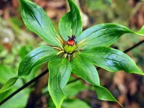 Nghiên cứu cây bảy lá một hoa (Paris polyphylla var chinensis Smith.) theo hướng hỗ trợ điều trị ung thư vú