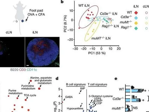 GABA do tế bào B tiết ra làm mờ phản ứng miễn dịch đối với các khối u