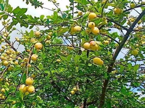 Thử nghiệm sản xuất trà và bột dinh dưỡng từ táo Mèo và chùm ngây với việc ứng dụng công nghệ sấy bằng hồng ngoại đạt tiêu chuẩn chất lượng xuất khẩu, góp phần nâng cao hiệu quả kinh tế cho vùng Tây Bắc