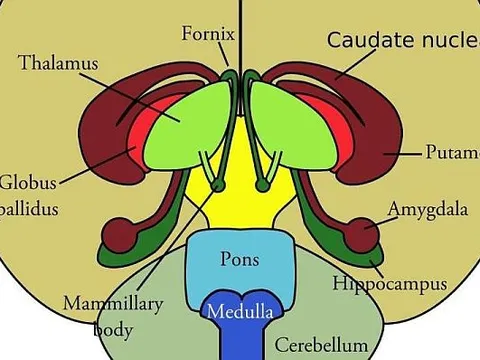 Sử dụng mô hình vùng dưới đồi (Hypothalamus) để xác định các gen liên quan đến giấc ngủ, chỉ số khối cơ thể và tuổi dậy thì