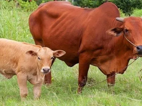 Nghiên cứu tăng hiệu quả của việc chăn nuôi bò