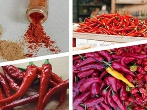 Điều chế thành công gel giảm đau từ trái ớt