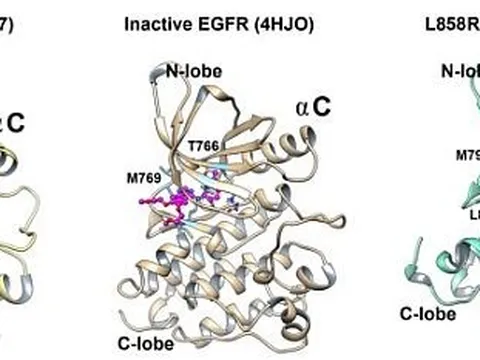 Nghiên cứu tổng hợp và đánh giá hoạt tính chống ung thư của các hợp chất có cấu trúc lai chứa khung 4-aminoquinazolin